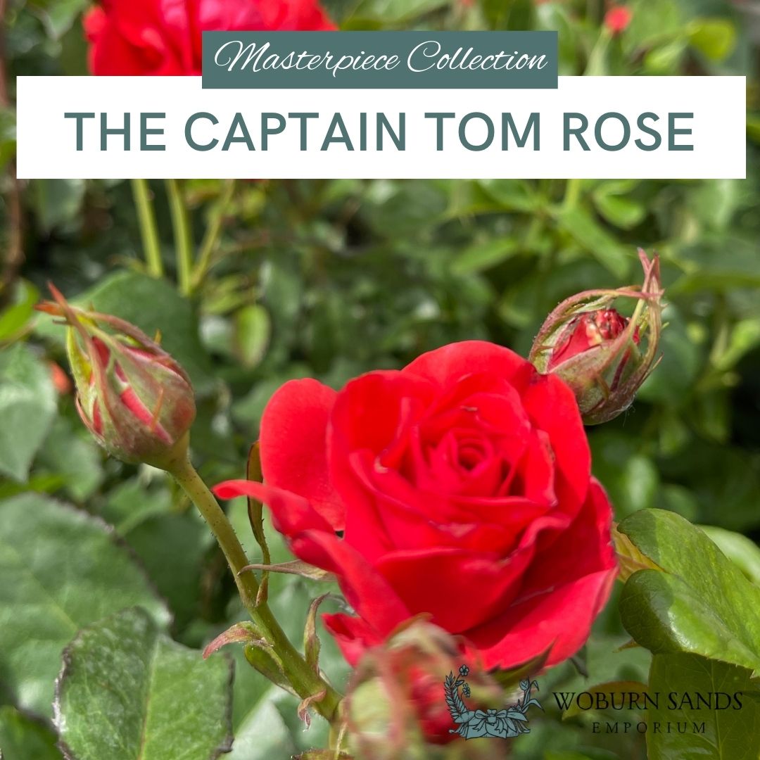 THE CAPTAIN TOM ROSE