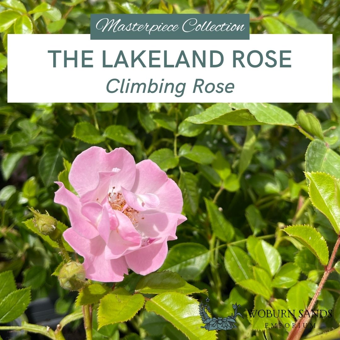 THE LAKELAND ROSE