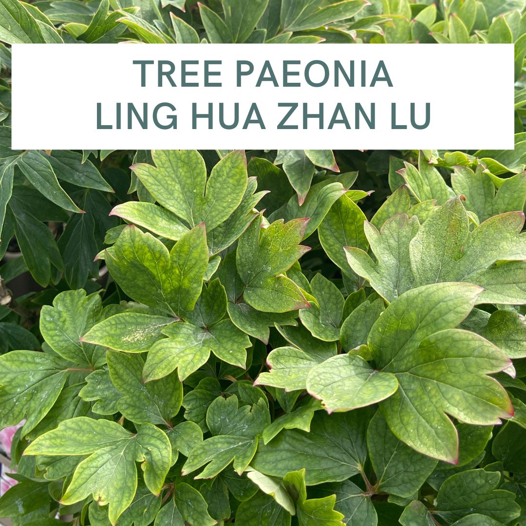 TREE PAEONIA LING HUA ZHAN LU