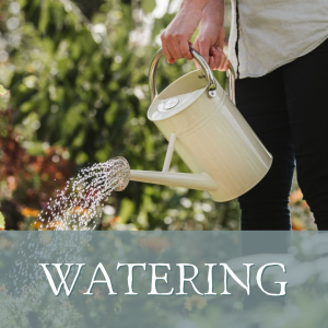 Watering