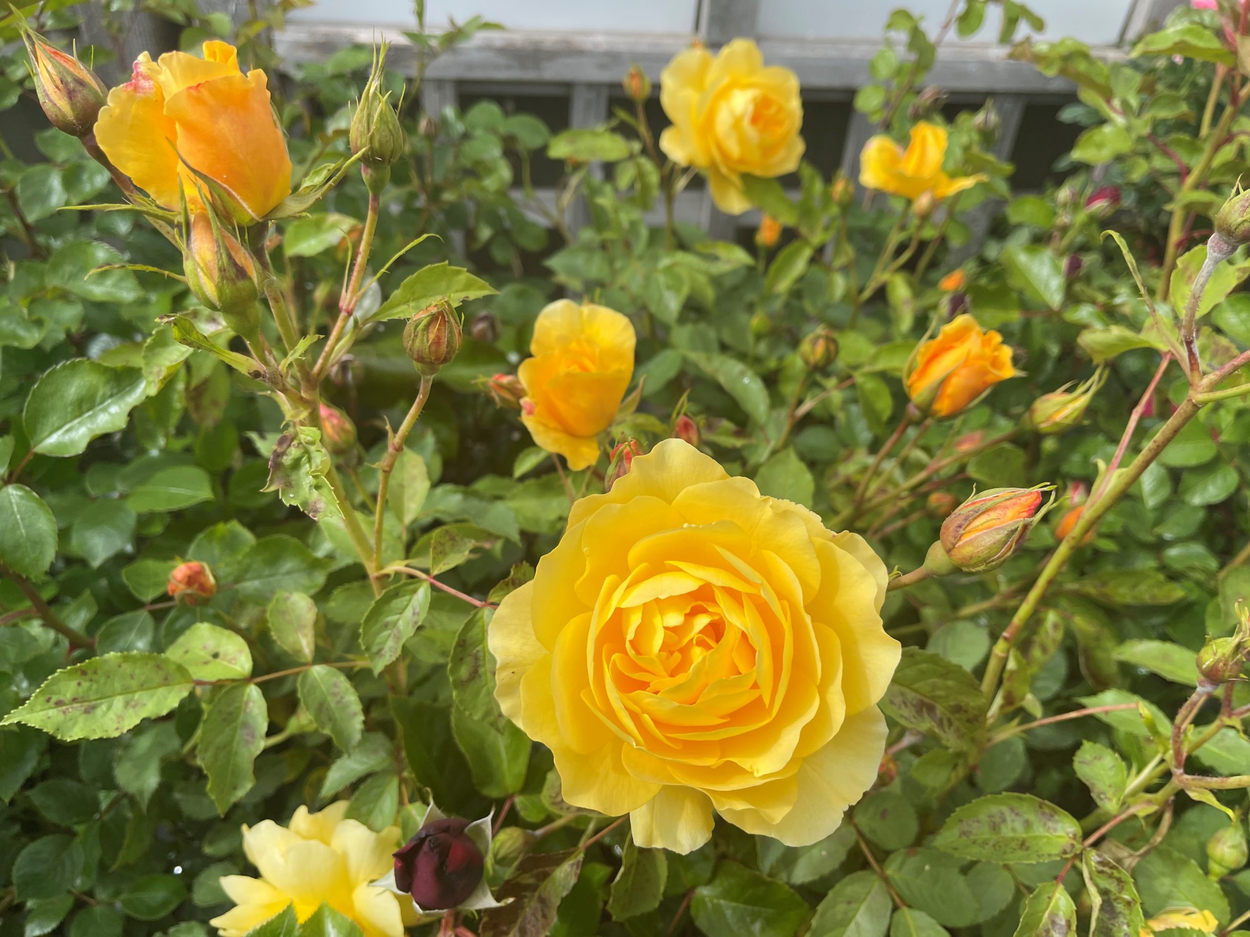 Read more about the article Deadheading Roses