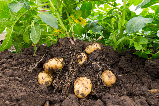 You are currently viewing Grow your own Potatoes