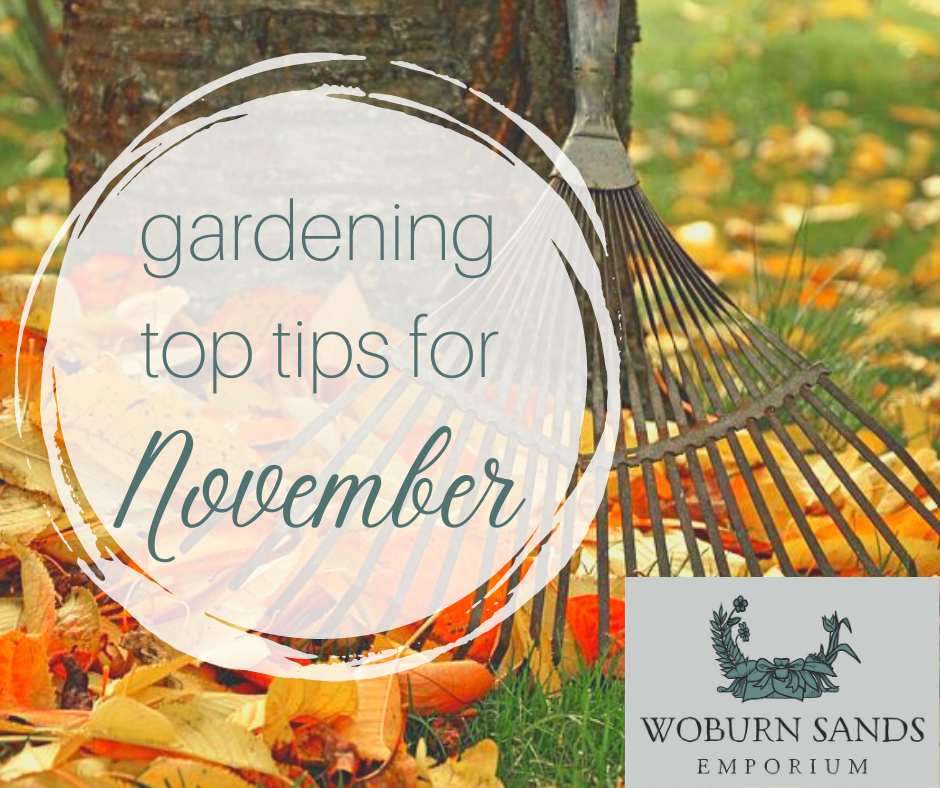 You are currently viewing Gardening Top Tips for November
