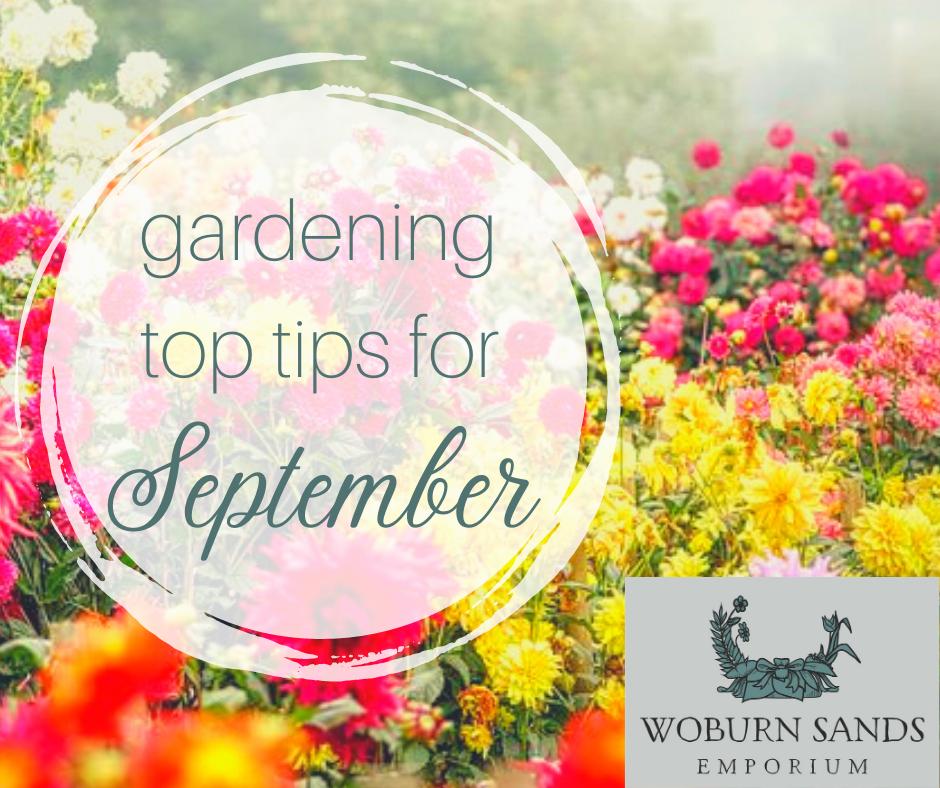 You are currently viewing Gardening Top Tips for September